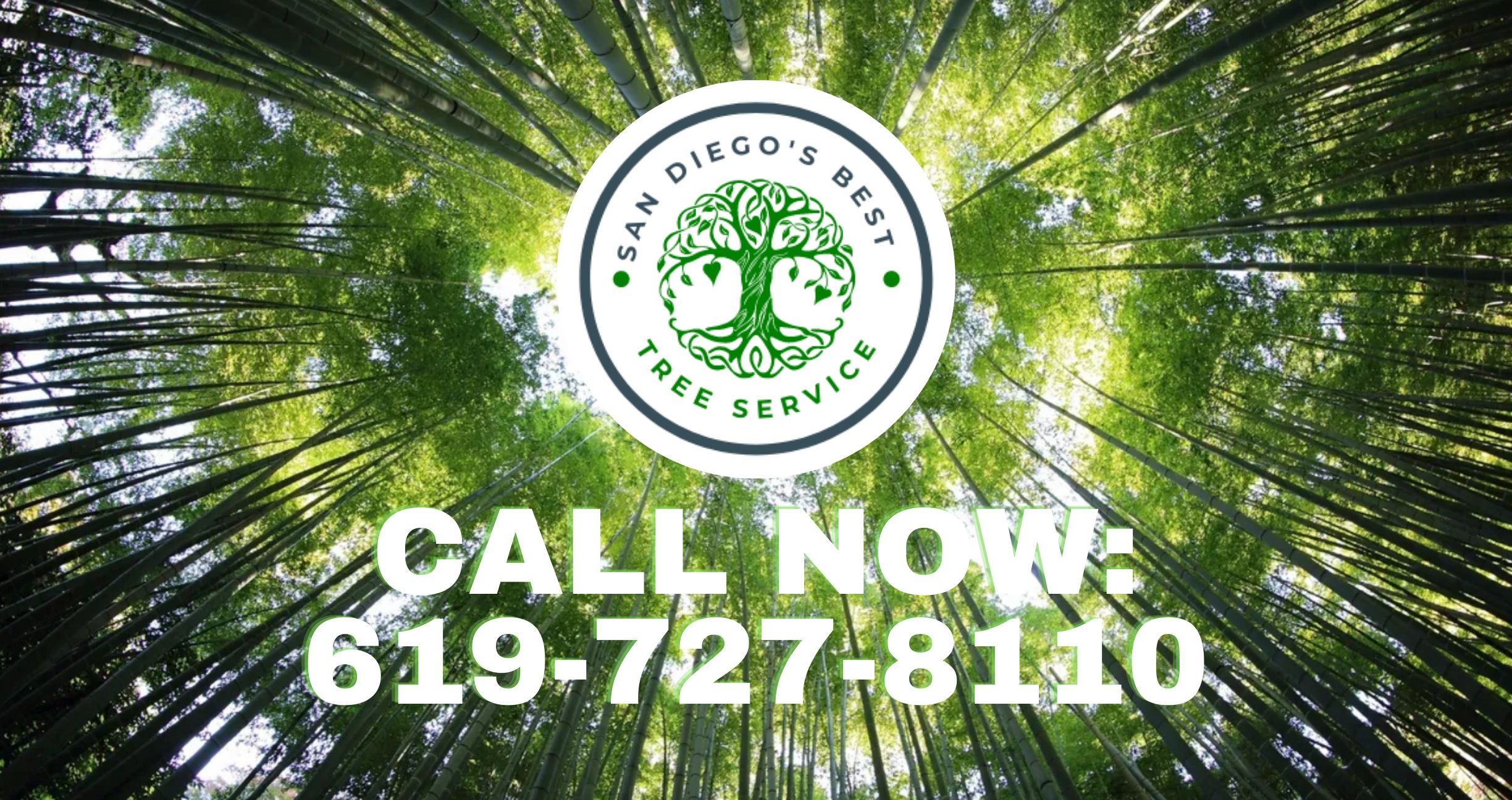 San Diego's Best Tree Service